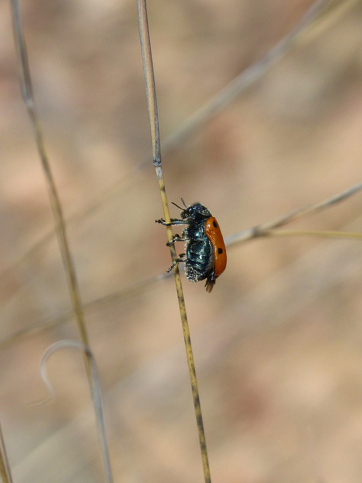 mylabris quadripunctata, Ladybug, Gândacul meloideo