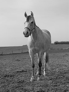 άλογο, λευκό, βοσκότοποι, στέκεται, μαύρο και άσπρο