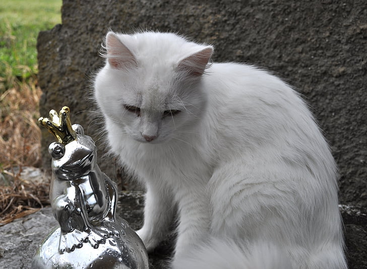 katė, naminių gyvūnėlių, gyvūnų, naminė katė, balta katė, varlė princas, mielas