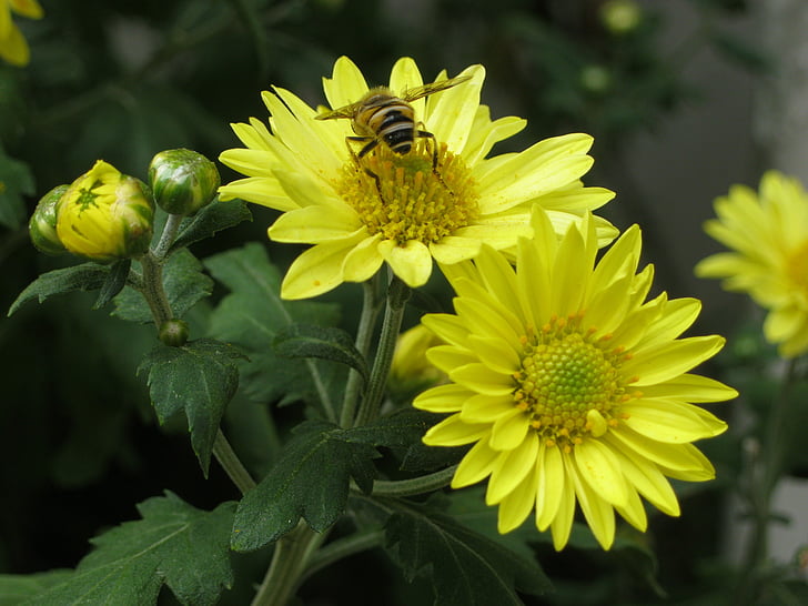 Бджола, квіти, хризантеми, жовтий, жовті хризантеми