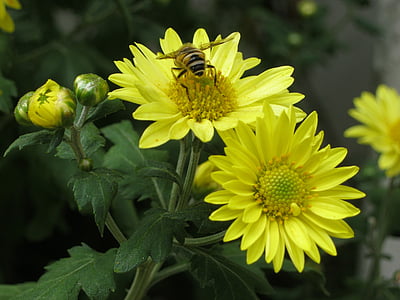 Pszczoła, kwiaty, Chryzantema, żółty, Chryzantemy żółty