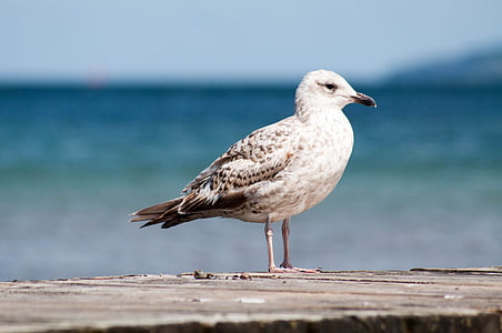 seagull, bird, sea, water, baltic sea, coast, nature