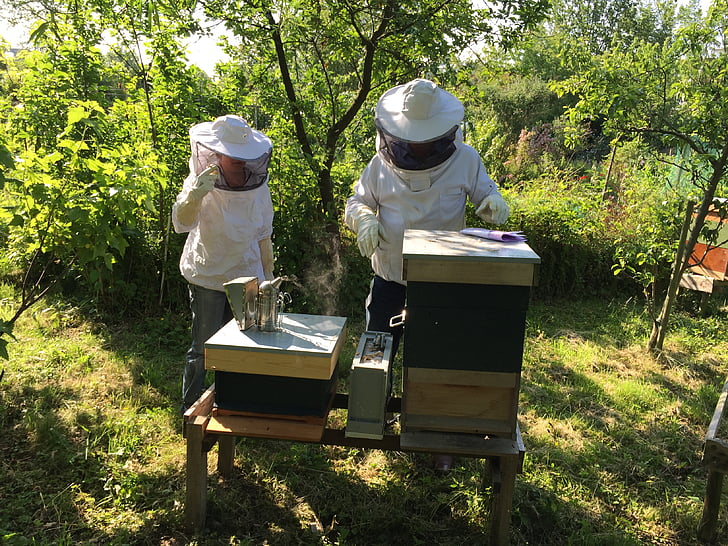 beekeepers, bees, hive, beekeeping