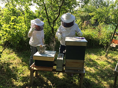 apicultori, albine, stup, apicultura