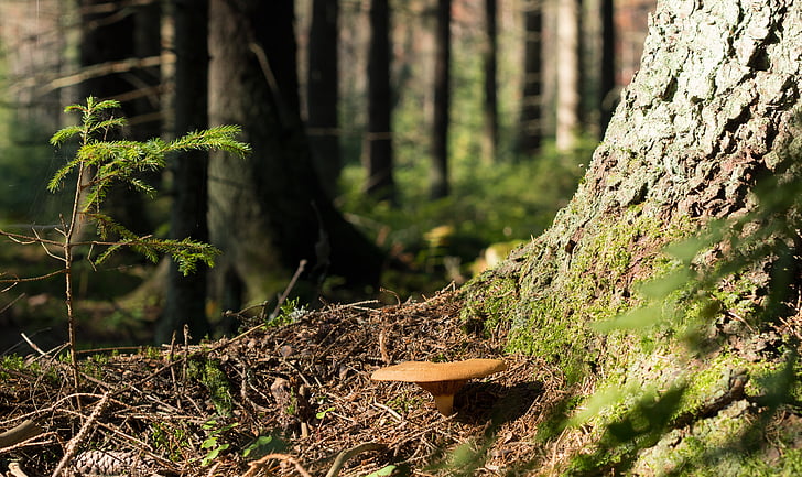 cogumelo, floresta, Outono, natureza, terreno, paisagem, Finlandês