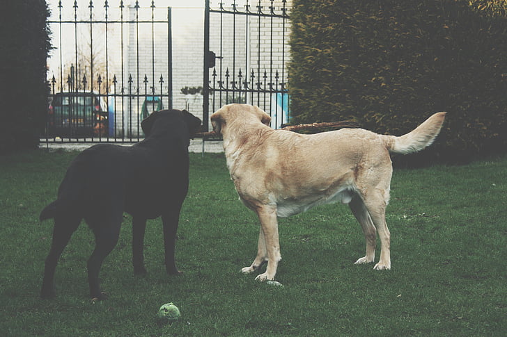 adorável, animal, bola, linda, preto e branco, raça, canino