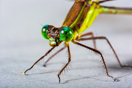 Dragonfly, putukate, Sulgege, silma, roheline, loodus, looma