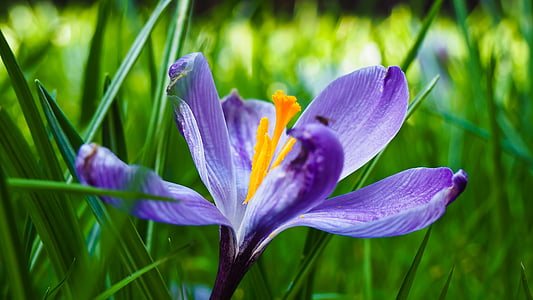 クロッカス, 花, 春, 自然, 紫, 紫色の花, ブロッサム