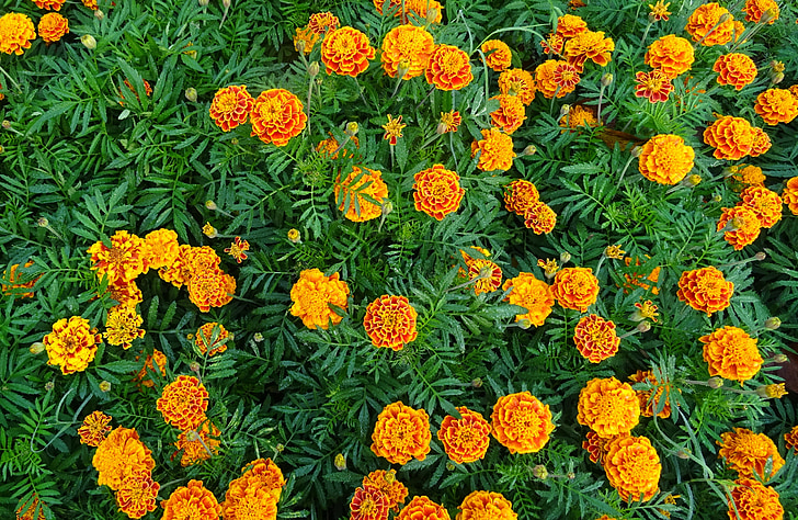 fransk marigold, blomst, Marigold, gul, Flora, hage, Blossom