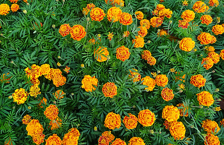 marigold Perancis, bunga, Marigold, kuning, Flora, Taman, Blossom