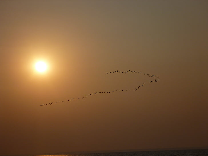oiseaux, Flying, formation, Dim, mer, coucher de soleil, eau