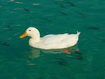 duck, white, ducks, animal, water