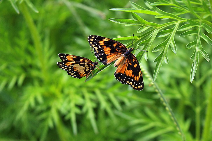 метелики, Грін, Природа