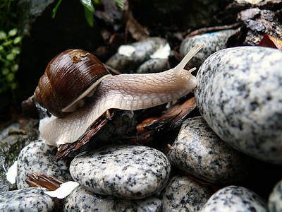 snail, stones, rain, wet, close, shell, reptile