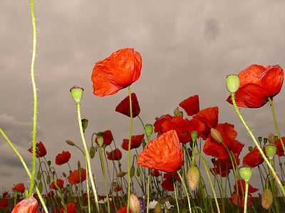 red poppy, klatschmohn, meadow, wild flowers, field of poppies, pointed flower, landscape