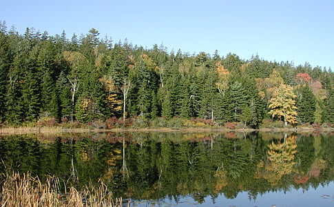 new england, pine trees, nature, autumn, water, lake, reflection