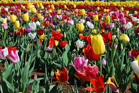 Tulipán, pole, jaro, květ, barevné, Příroda, Nizozemsko