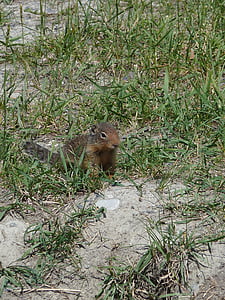 ground squirrel, rodent, mammal, animal, wild life, nature, brown