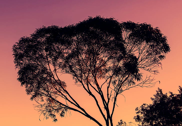 Eucalyptus, pohon, matahari terbenam, alam, malam, siluet, cabang