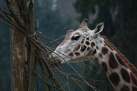 girafa, jardim zoológico, selvagem, natureza, animal, vida selvagem, um animal
