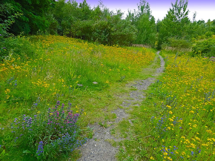 away, path, nature, flowers, wild flowers, fallow land, weed