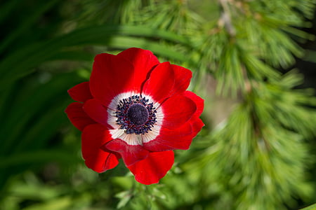 Anemone de, vermell, anemone de vermell, flor, flor vermella, flor, flor