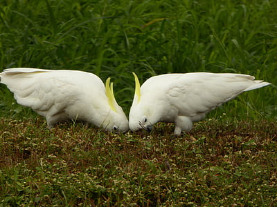 Cockatoo, perroquet, oiseau, soufre à aigrettes, Australie, sauvage, paire