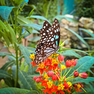 mariposa, flores, insectos, naturaleza, verano, jardín, al aire libre