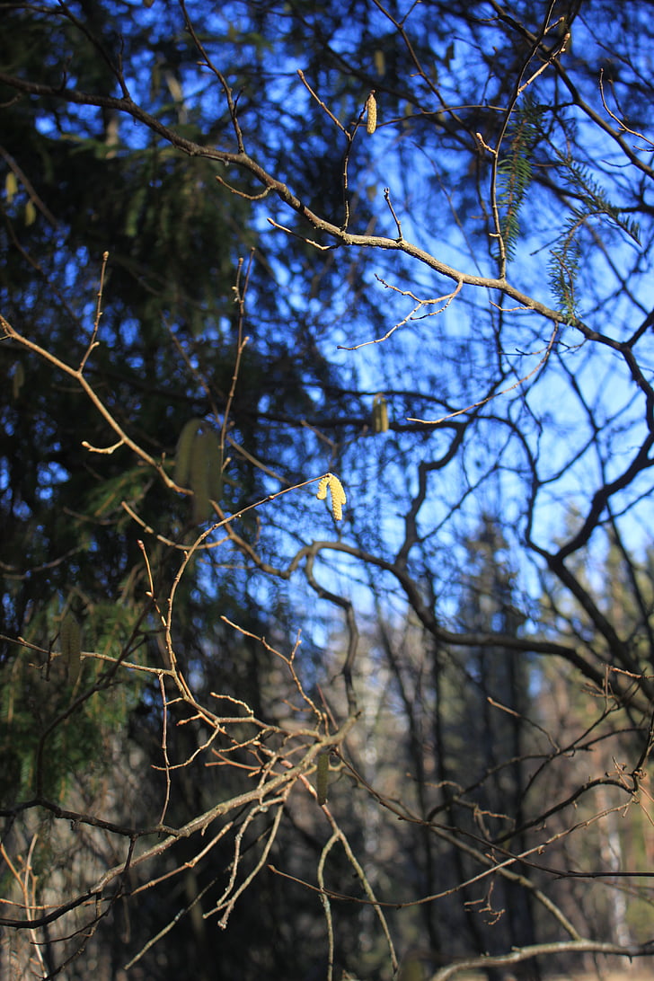 spring, catkins, birch, sun, branch, blue sky
