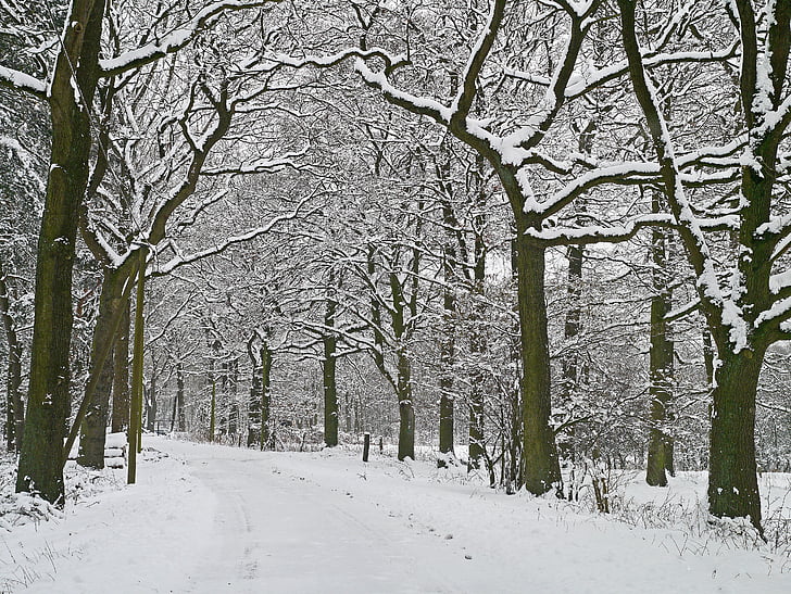 zimné kúzlo, lesná cesta, zasnežené, mrazivé, Forest, sneh, zimné