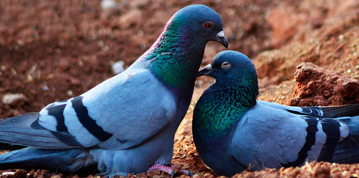 Pigeon, Dværgpapegøjer, fugl, natur, Dove, Romance