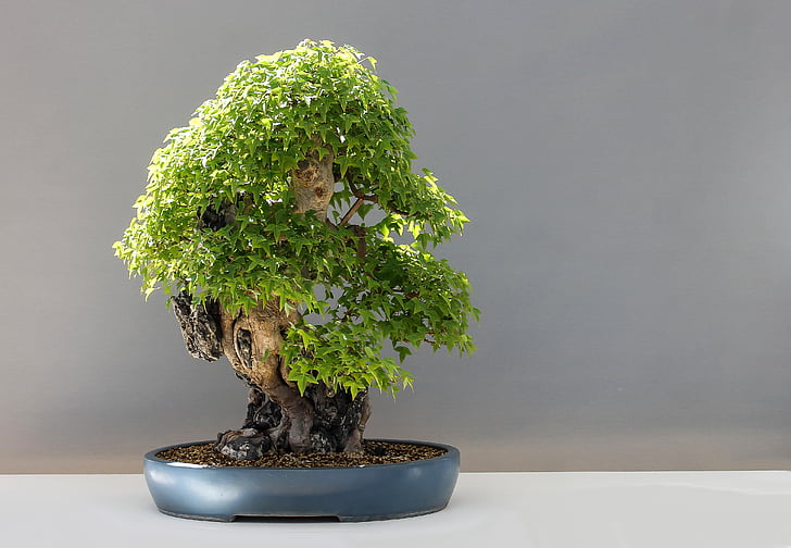 Bonsai, bonsai de Maple, háromerű maple, Acer buergerianum, cultura do Japão, Japão, horticultura