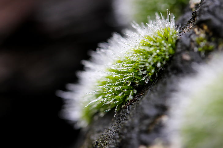 moss, moss cushions, plant, nature, macro, selective focus, growth