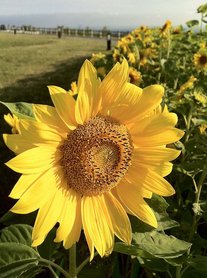 bunga matahari, kuning, musim panas