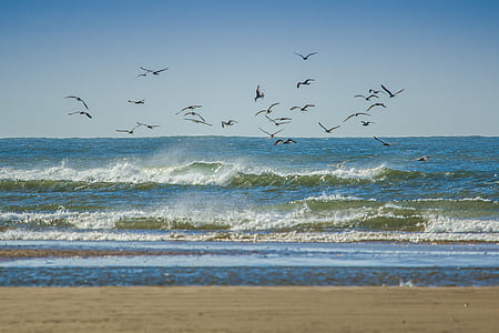 gulls, coast, ocean, beach, wales, england, sea