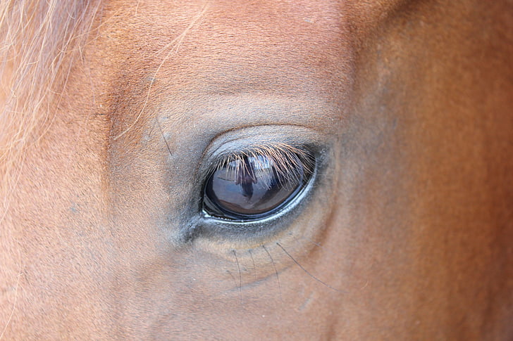 Кінь, око, коричневий кінь, коричневий, тварини, кінської голови, вії