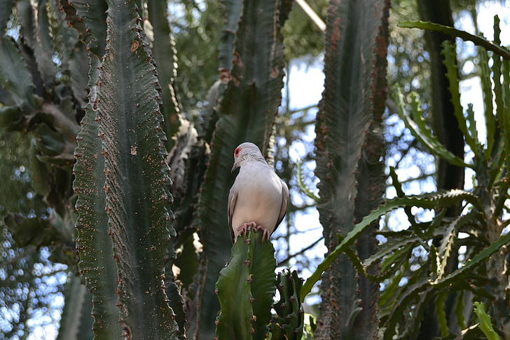 ptak, Kaktus, cichy