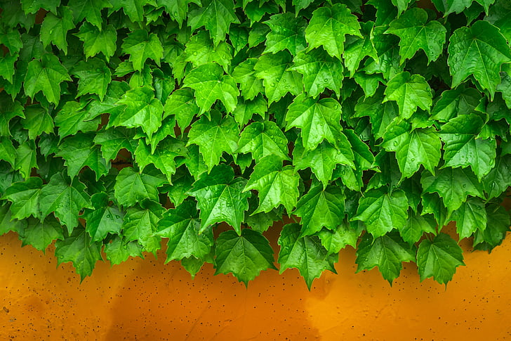 ivy, vine, the leaves, plants, hwalyeob, nature, damme