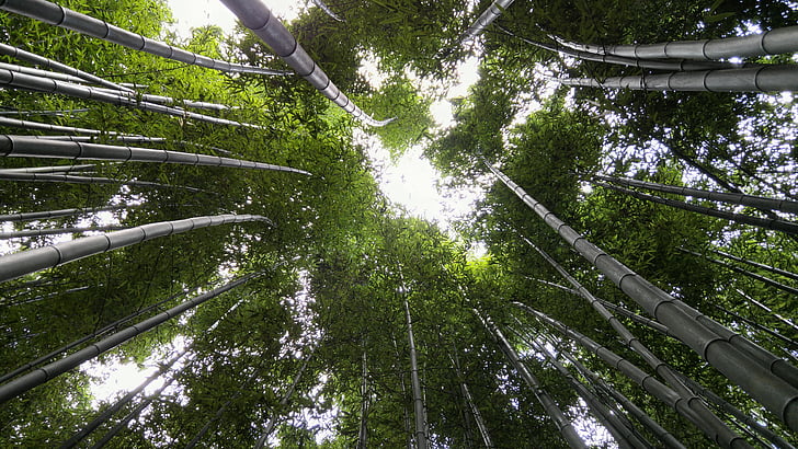 i et felt til, Ulsan, bambus, vs grove, Yang vandt-jin, kosmos, træ