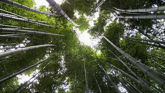u polje za, Ulsan, bambus, nasuprot grove, Yang osvojio-jin, svemir, drvo