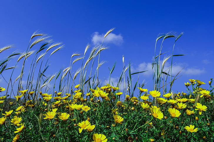 cereal, barley, flowers, spring, nature, yellow, agriculture