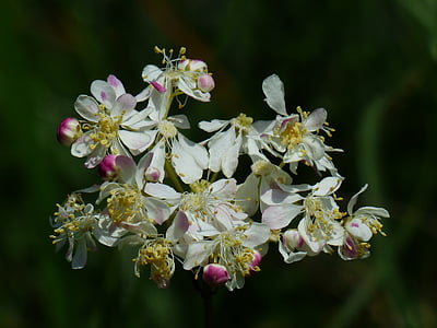 dropwort, flower, plant, blossom, bloom, white, inflorescence
