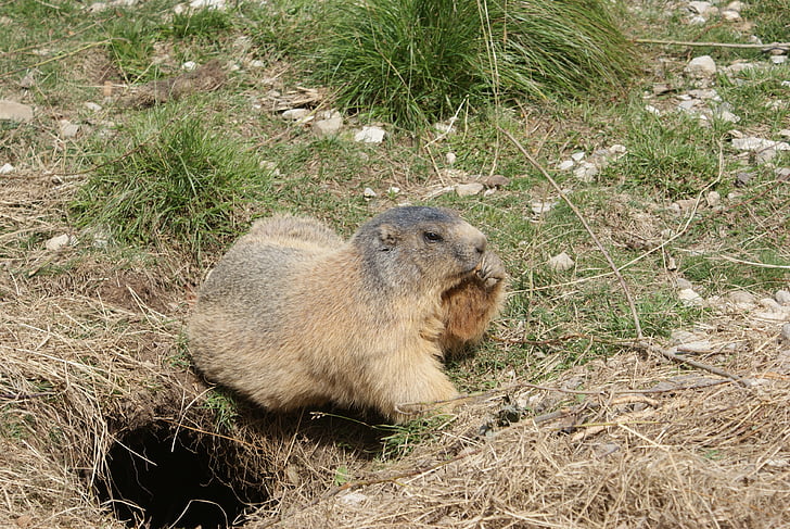 marmot, fur, fauna, nature, summer, mountains, alps of high provence