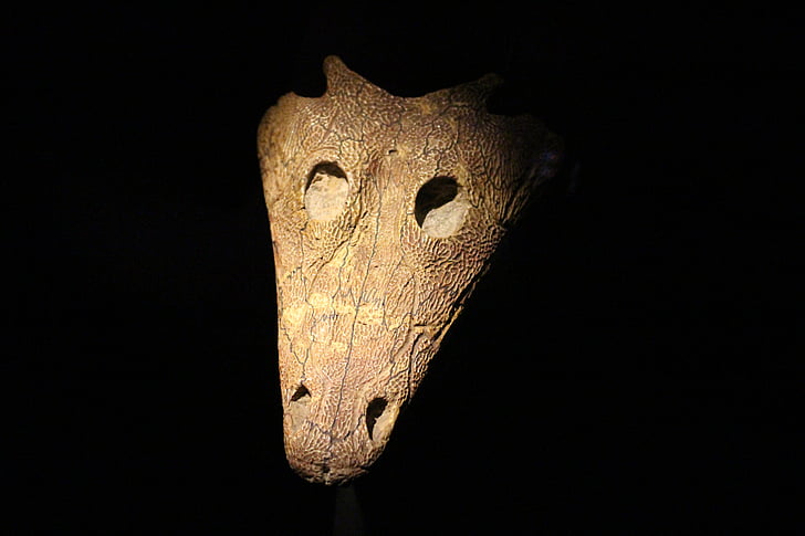 skull, head, animal, museum