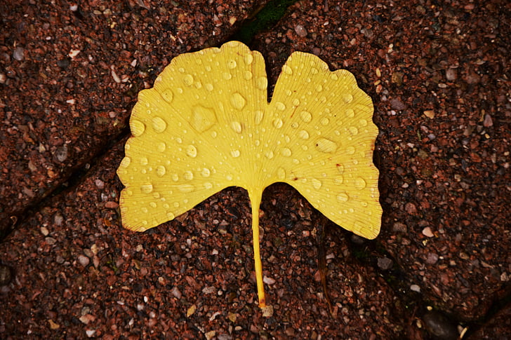 ginkgo, ginkgo leaf, autumn, welkes sheet, withered, yellow sheet, dried leaves