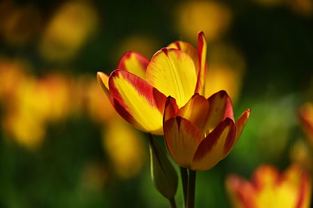 fiore, pianta, fiori, primavera, tulipano, natura, crescita