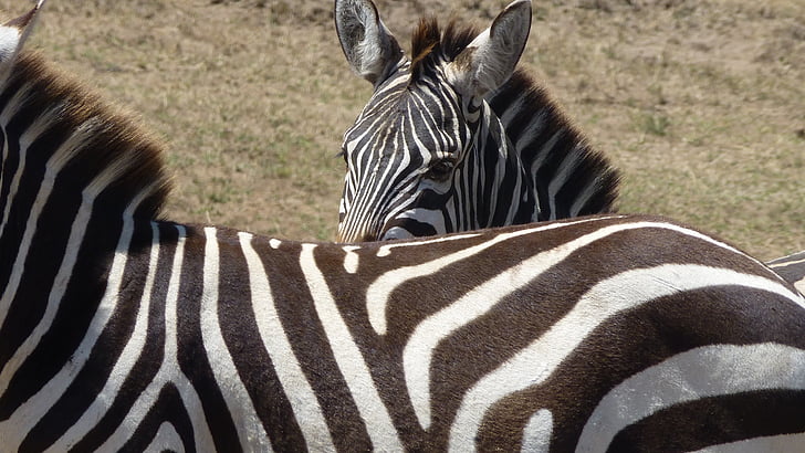 sebra, Vis, Kenya, hodet, Safari, striper, vilt dyr
