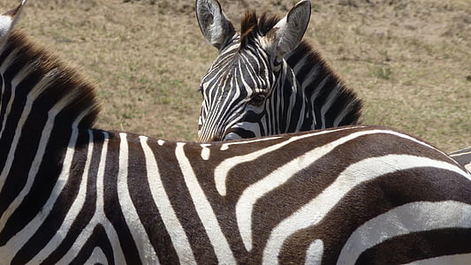 zebra, view, kenya, head, safari, stripes, wild animal