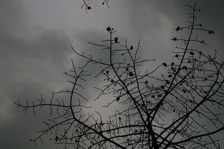 Kapok, día nublado, Estado de ánimo, naturaleza, árbol, pájaro, rama