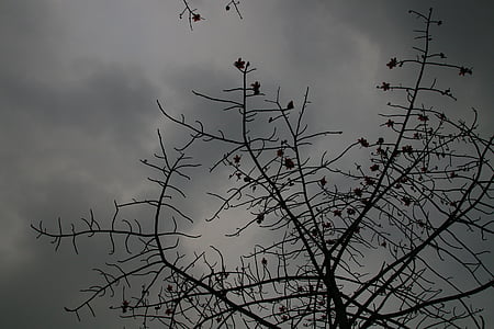 Kapok, pochmurny dzień, nastrój, Natura, drzewo, ptak, Oddział